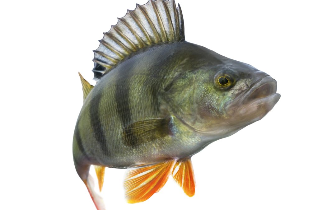 Fishing for PIRRCCH Acronym — COVID-19 Investment Opportunity Framework
